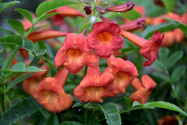 Erysimum Flower Seeds Red – Heirloom, Non-GMO, High Germination Organic Garden Seeds