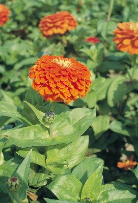 Orange Zinnia Flower Seeds – Heirloom, Non-GMO, High Germination Seeds