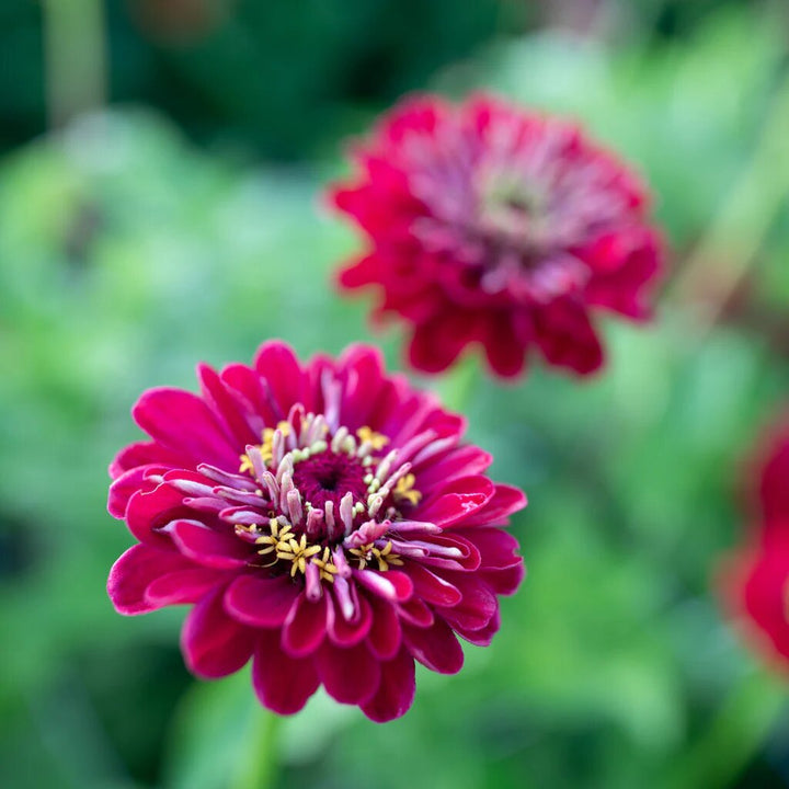 Giant Red Zinnia Flower Seeds – Heirloom Non-GMO High Germination Seeds