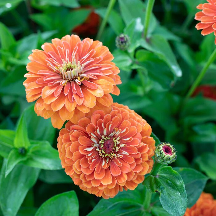 Orange Red Zinnia Flower Seeds – Heirloom, Non-GMO, High Germination Seeds