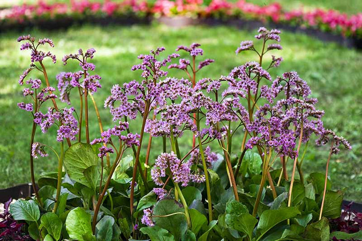 Bergenia Flower Perennial Seeds for Planting – Heirloom Non-GMO High Germination Organic Seeds