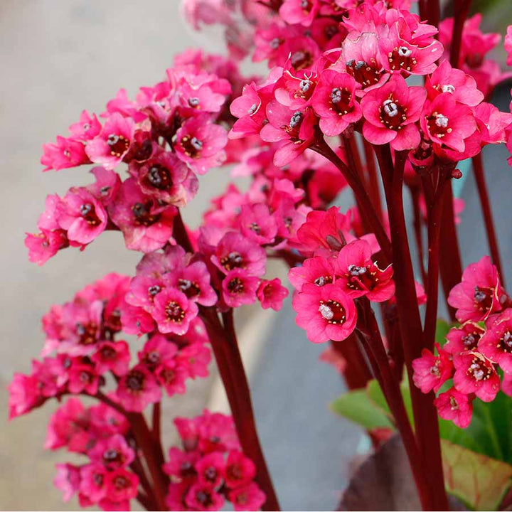 Semillas de Flores de Bergenia Roja para Sembrar – Semillas Orgánicas, Antiguas, No Transgénicas y de Alta Germinación