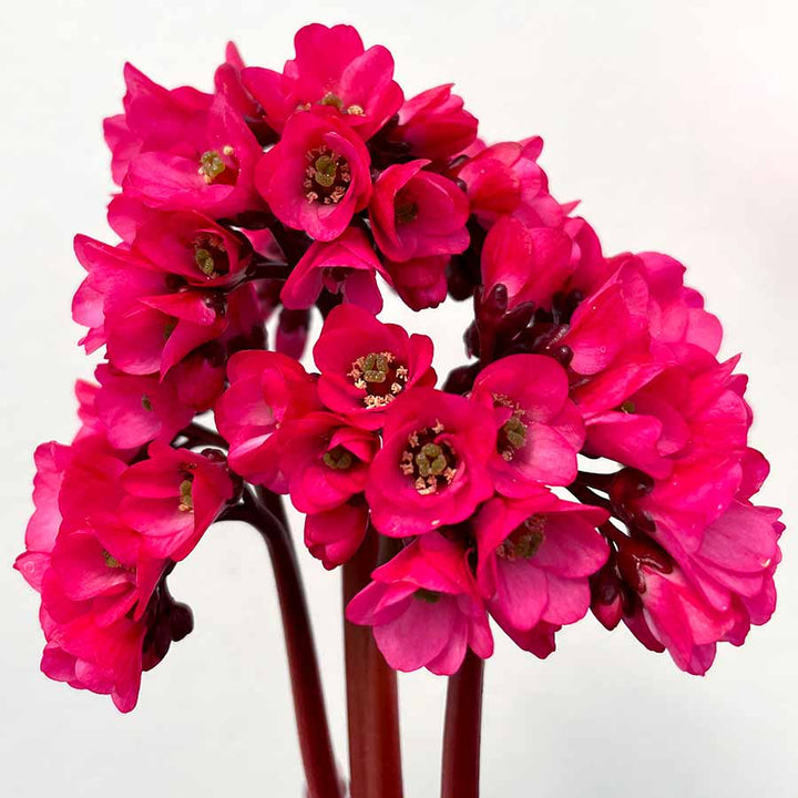 Semillas de Flores de Bergenia Roja para Sembrar – Semillas Orgánicas, Antiguas, No Transgénicas y de Alta Germinación