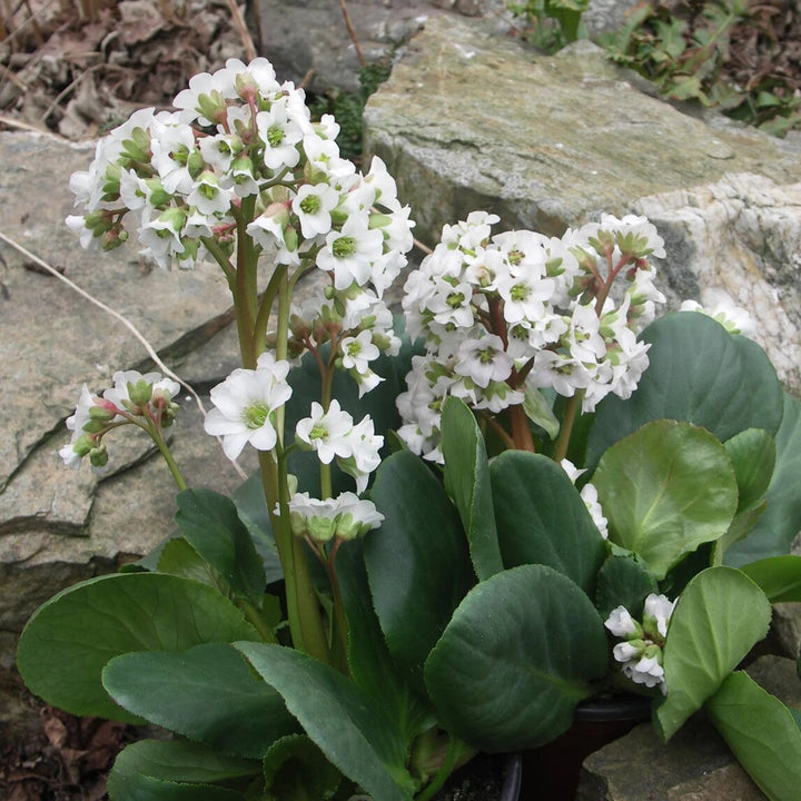 White Bergenia Flower Seeds for Planting – Heirloom Non-GMO High Germination Organic Seeds