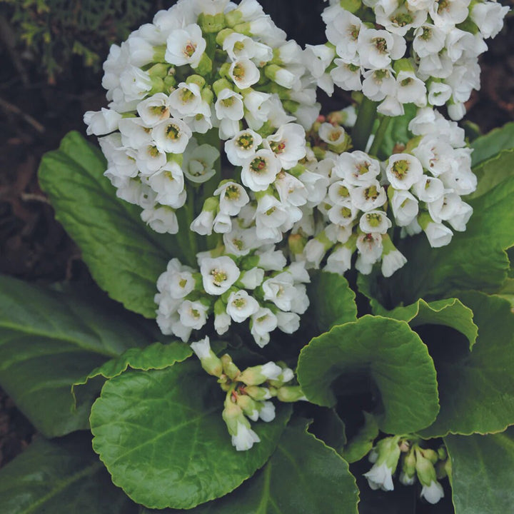 White Bergenia Flower Seeds for Planting – Heirloom Non-GMO High Germination Organic Seeds