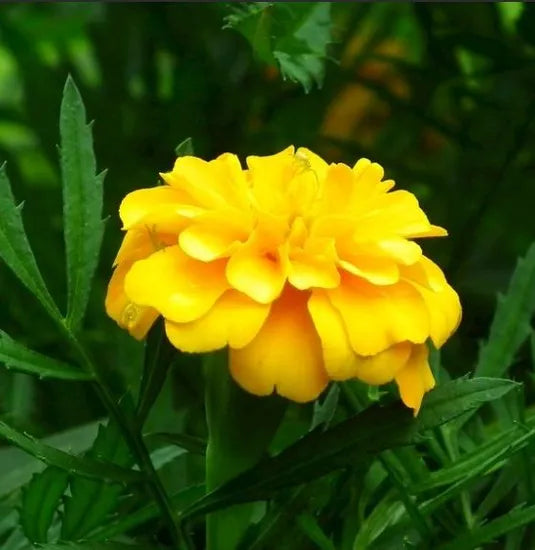 bestmarigoldcultivatedorganicmarigoldflowerheirloomnongmohighgerminationorganicgarden flower seeds