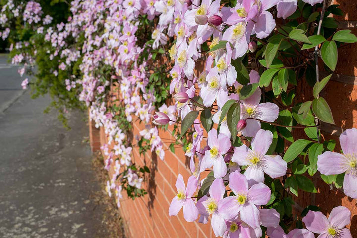 Pale Pink Climbing Clematis Flower Seeds – Heirloom, Non-GMO, High Germination Seeds