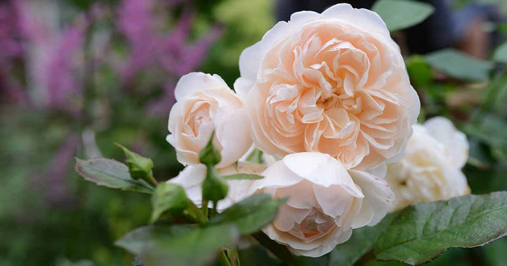 Cream Rose Flower Seeds for Planting – Heirloom Non-GMO High Germination Seeds