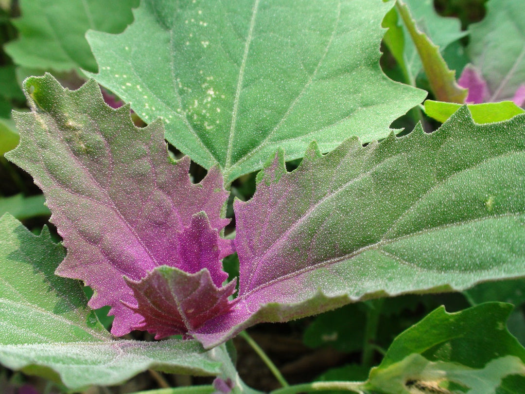 tree spinach flower seeds