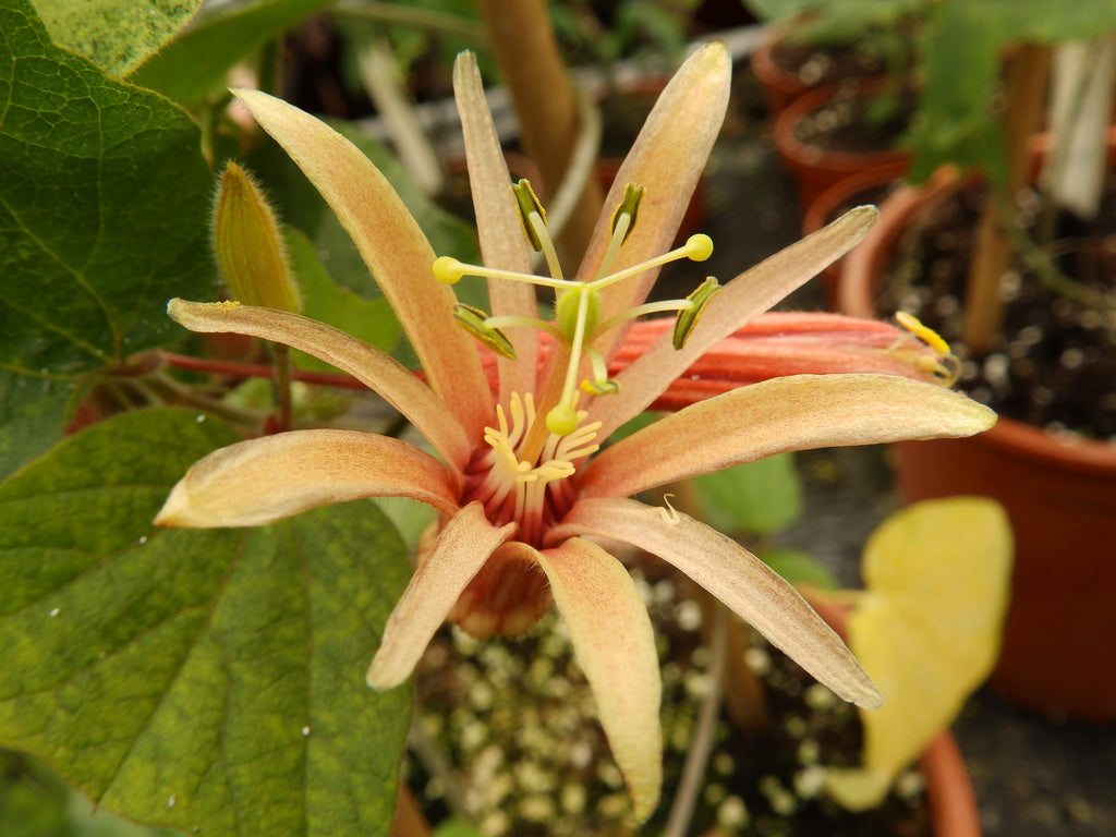 Orange Passiflora Flower Seeds – Heirloom, Non-GMO, High Germination Seeds
