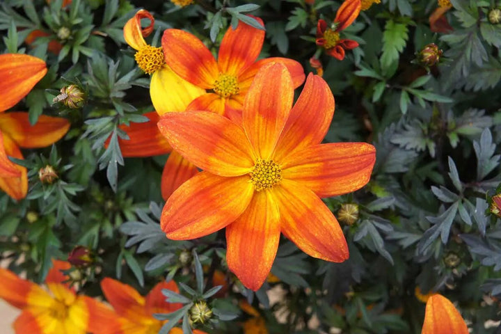 Orange Bidens Flower Seeds – Heirloom Non-GMO High Germination Seeds