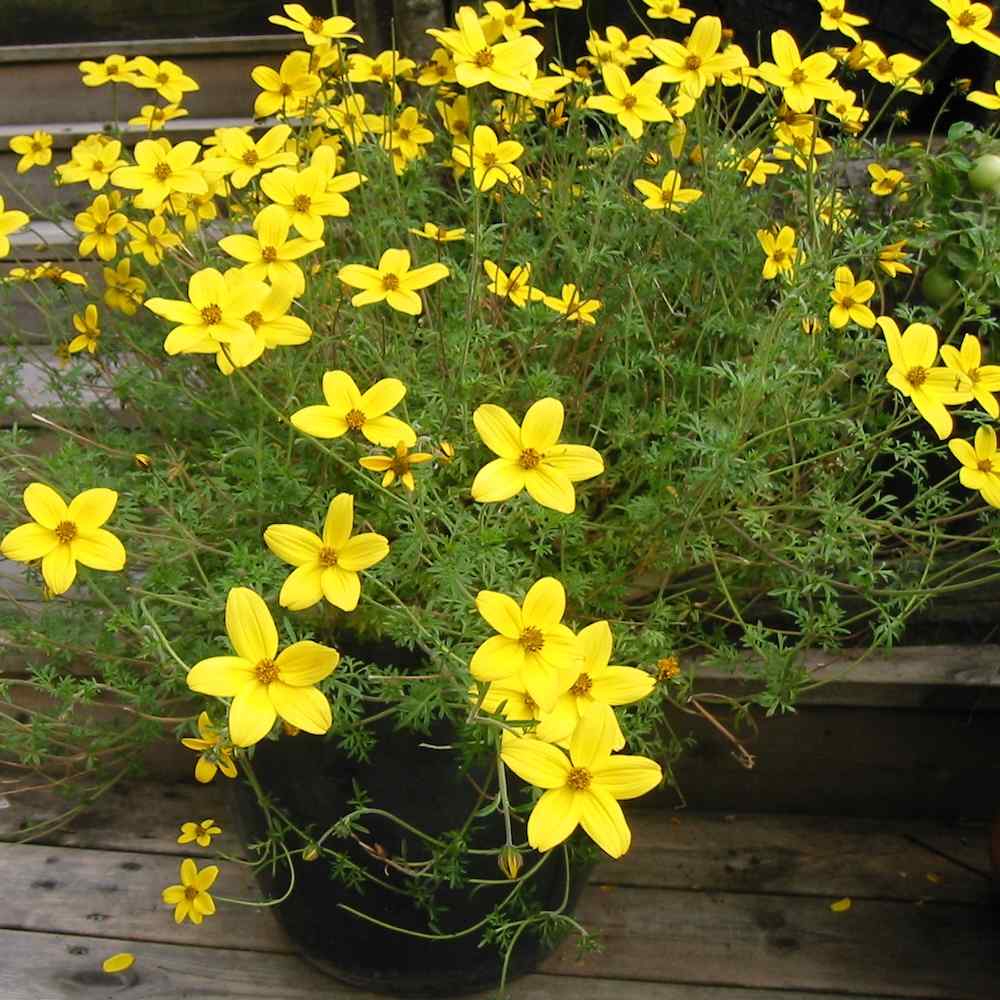 Bidens Ferulifolia Flower Seeds for Planting – Heirloom Non-GMO High Germination Organic Garden Seeds