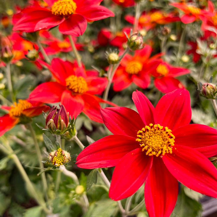 Biden Flower Seeds Red for Planting – Heirloom Non-GMO High Germination Organic Garden Seeds