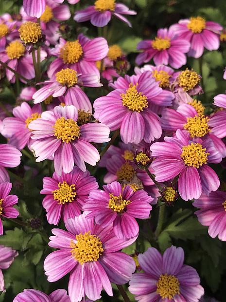 Pink Bidens Flower Seeds – Heirloom, Non-GMO, High Germination Organic Garden Seeds for Planting