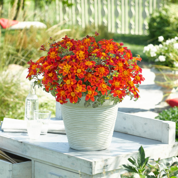 Biden Flower Seeds Red for Planting – Heirloom Non-GMO High Germination Organic Garden Seeds