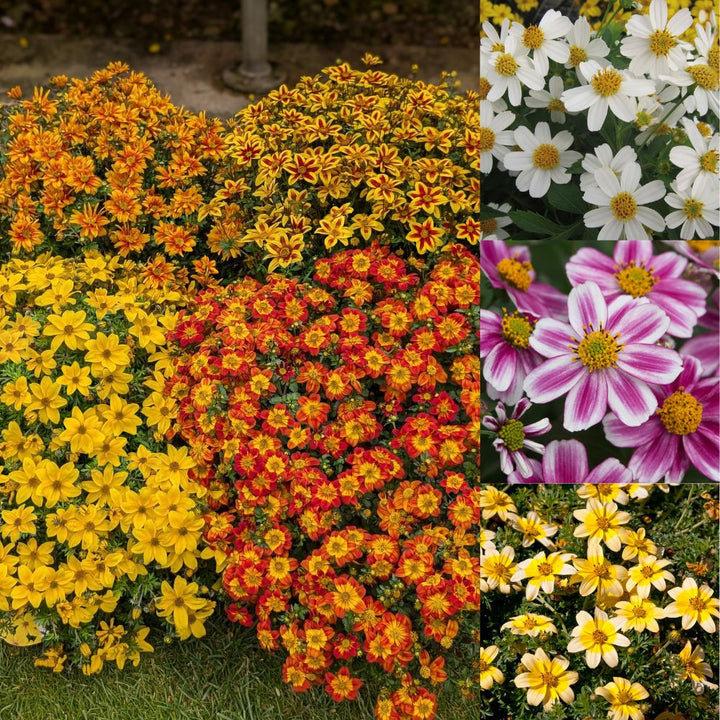 Mixed Bidens Flower Seeds for Planting – Heirloom Non-GMO High Germination Organic Garden Seeds