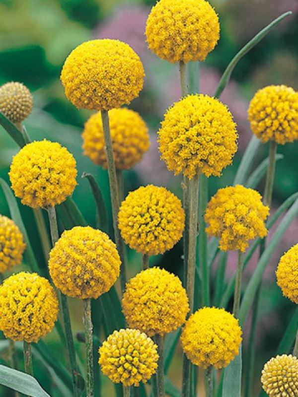 Yellow Billy Buttons Flower Seeds for Planting – Heirloom Non-GMO High Germination Organic Seeds