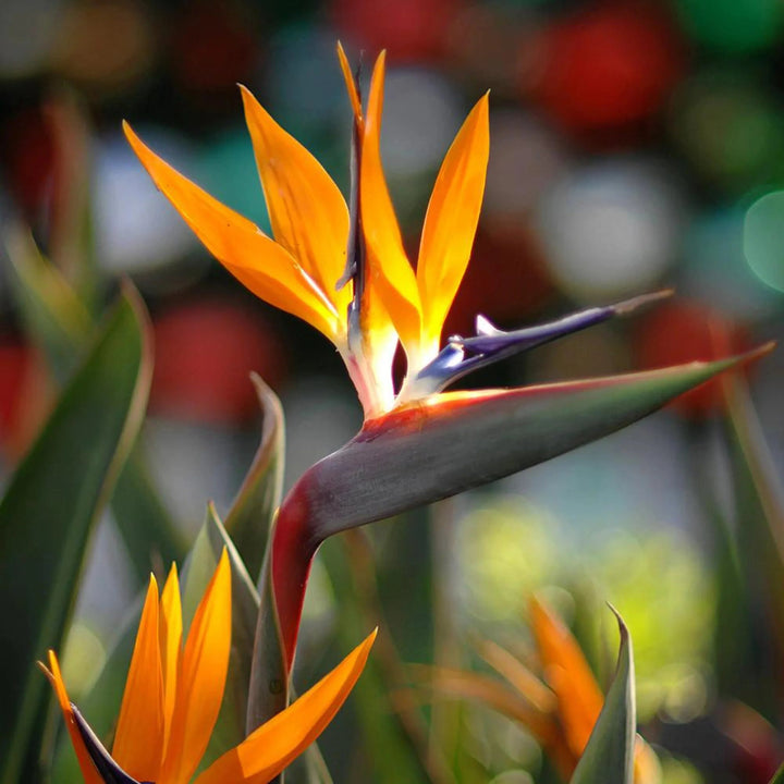 Orange Strelitzia Reginae Flower Seeds – Heirloom, Non-GMO, High Germination Seeds