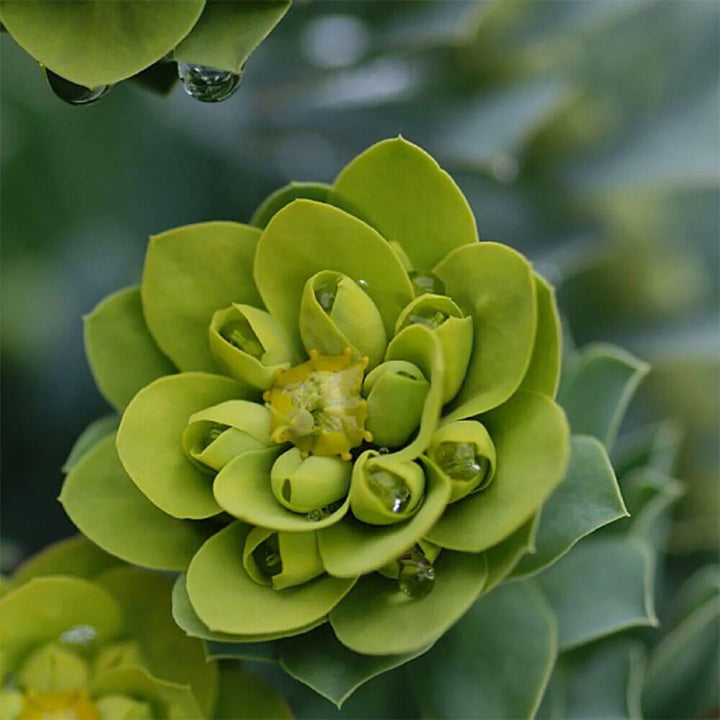 Green Camelia Flower Seeds – Heirloom, Non-GMO, High Germination Seeds
