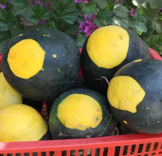blackgoldannualvinecitrulluslanatusheirloomnongmohighgerminationorganicgarden flower seeds