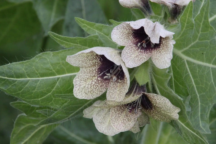 Henbane Flower Seeds Cream – Heirloom, Non-GMO, High Germination Seeds