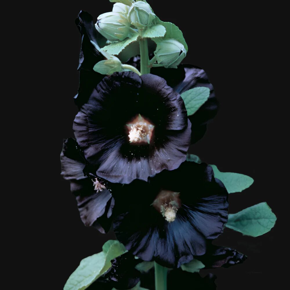 Black Hollyhock Flower Seeds for Planting – Heirloom Non-GMO Organic Garden Seeds