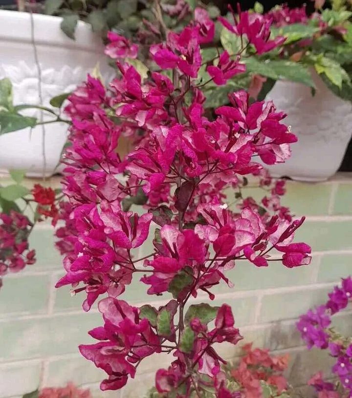 Black Maria Bougainvillea Flower Seeds – Heirloom, Non-GMO, High Germination, Organic Garden Seeds