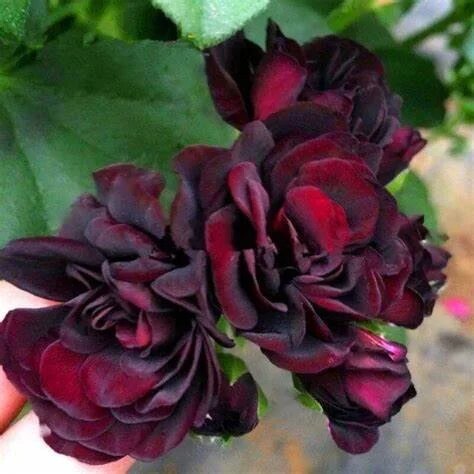 Chocolate Geranium Flower Seeds – Heirloom, Non-GMO, High Germination Organic Garden Seeds