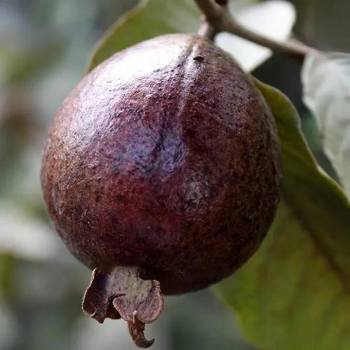 Guava Seeds Brown for Planting – Heirloom Non-GMO High Germination Organic Garden Seeds