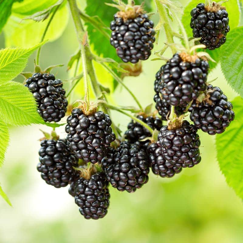 Blackberry Seeds Black for Planting – Heirloom Non-GMO High Germination Organic Garden Seeds