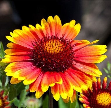 Yellow Orange Gaillardia Flower Seeds – Heirloom, Non-GMO, High Germination Seeds