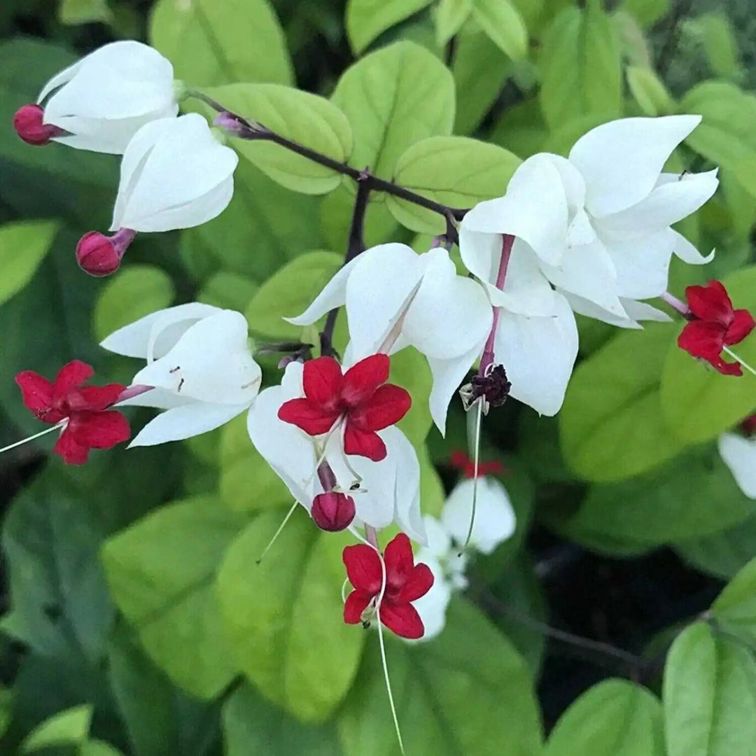 Bleeding Heart Flower Seeds for Planting – Heirloom Non-GMO High Germination
