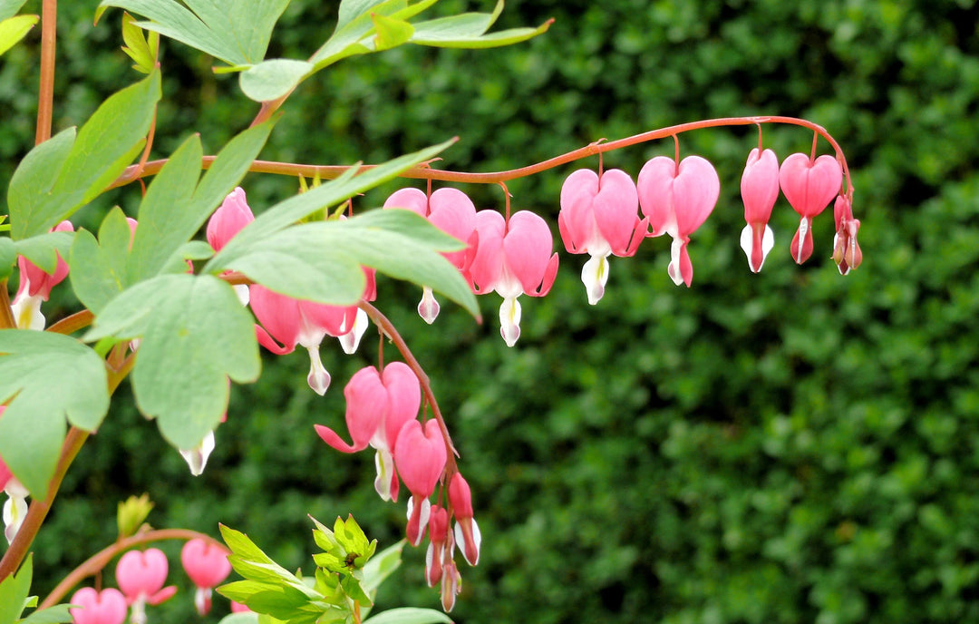 Pink Bleeding Heart Flower Seeds for Planting Heirloom Non-GMO High Germination Organic Garden Seeds