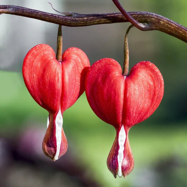 Red Bleeding Heart Flower Seeds for Planting – Heirloom Non-GMO Organic Garden Seeds