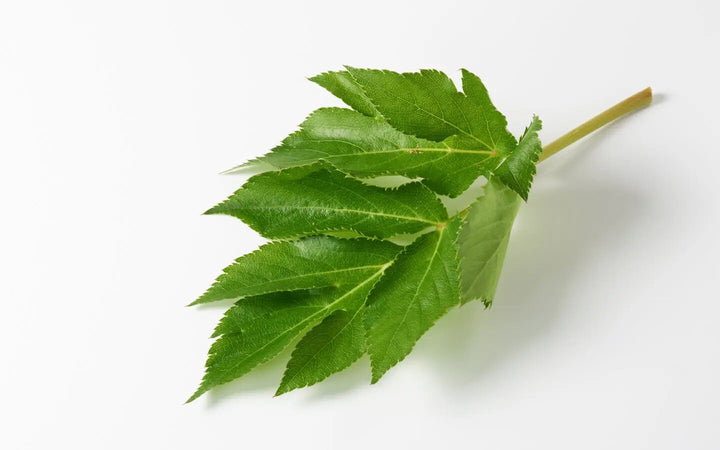 Ashitaba Seeds for Planting – Heirloom Non-GMO Garden Seeds Online