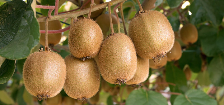 Brown Kiwi Fruit Seeds for Planting – Heirloom Non-GMO, High Germination Organic Garden Seeds