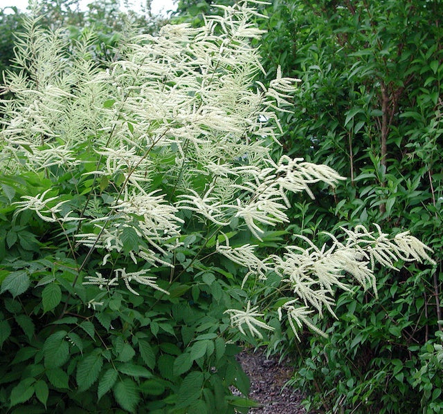 Aruncus Dioicus Flower Seeds White for Planting – Heirloom Non-GMO High Germination Organic Seeds