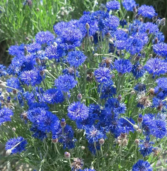 blueannualherbflowercentaureacyanusflowerheirloomnongmohighgerminationorganicgarden flower seeds