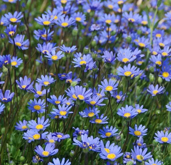 blueannulherbflowerfeliciaamelloidesheirloomnongmohighgerminationorganicgarden flower seeds