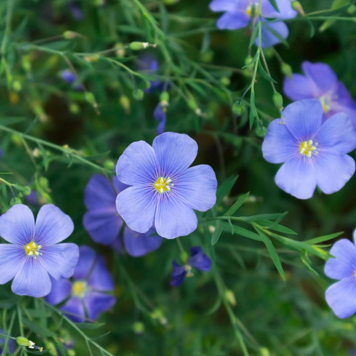 Linum Flower Seeds – Heirloom, Non-GMO, High Germination Seeds
