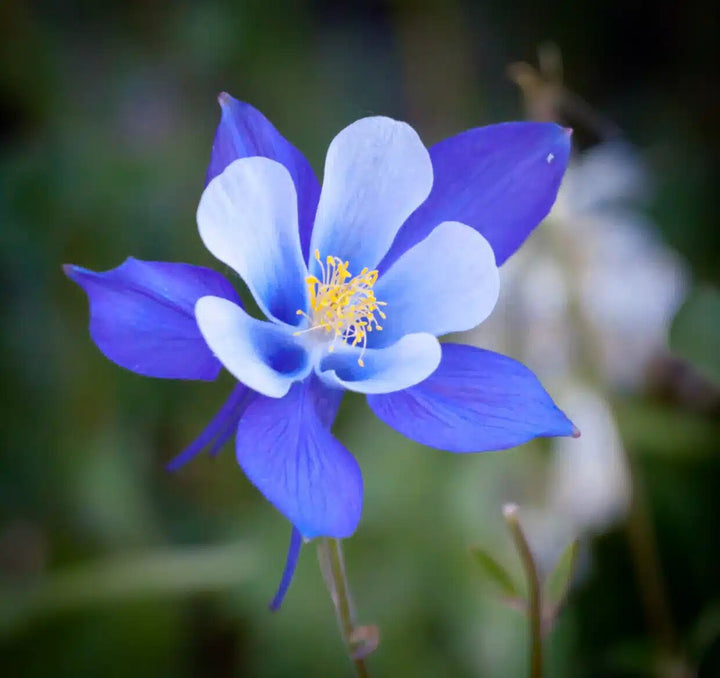 Blue Aquilegia Flower Seeds for Planting – Heirloom Non-GMO High Germination Organic Seeds