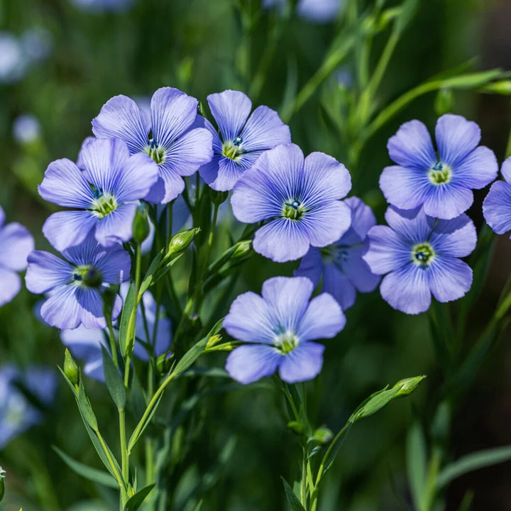 Lewisii Flower Seeds – Heirloom, Non-GMO, High Germination Organic Garden Seeds