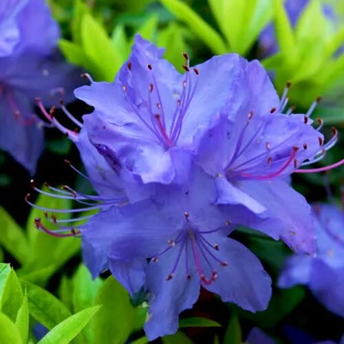 Light Blue Azalea Flower Seeds for Planting – Heirloom Non-GMO High Germination Organic Seeds