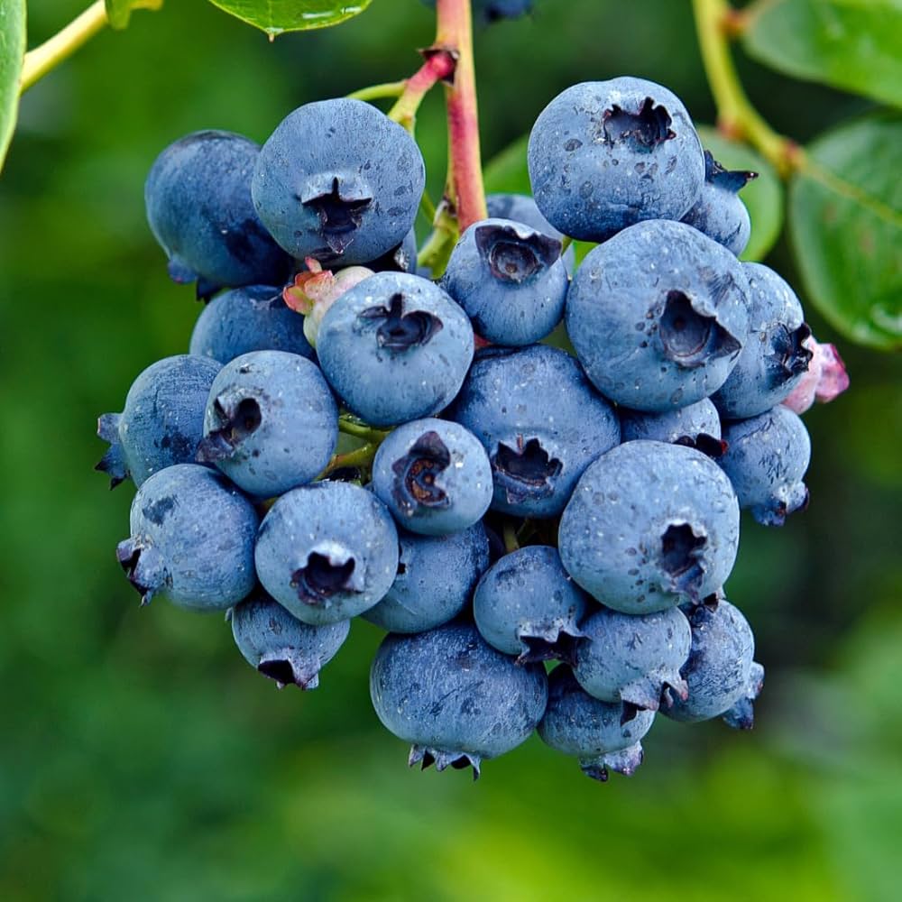 blueberry fruit flower seeds