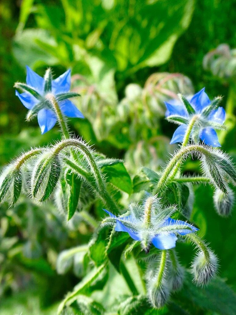 Borage Flower Seeds – Heirloom, Non-GMO, High Germination Organic Garden Seeds for Planting