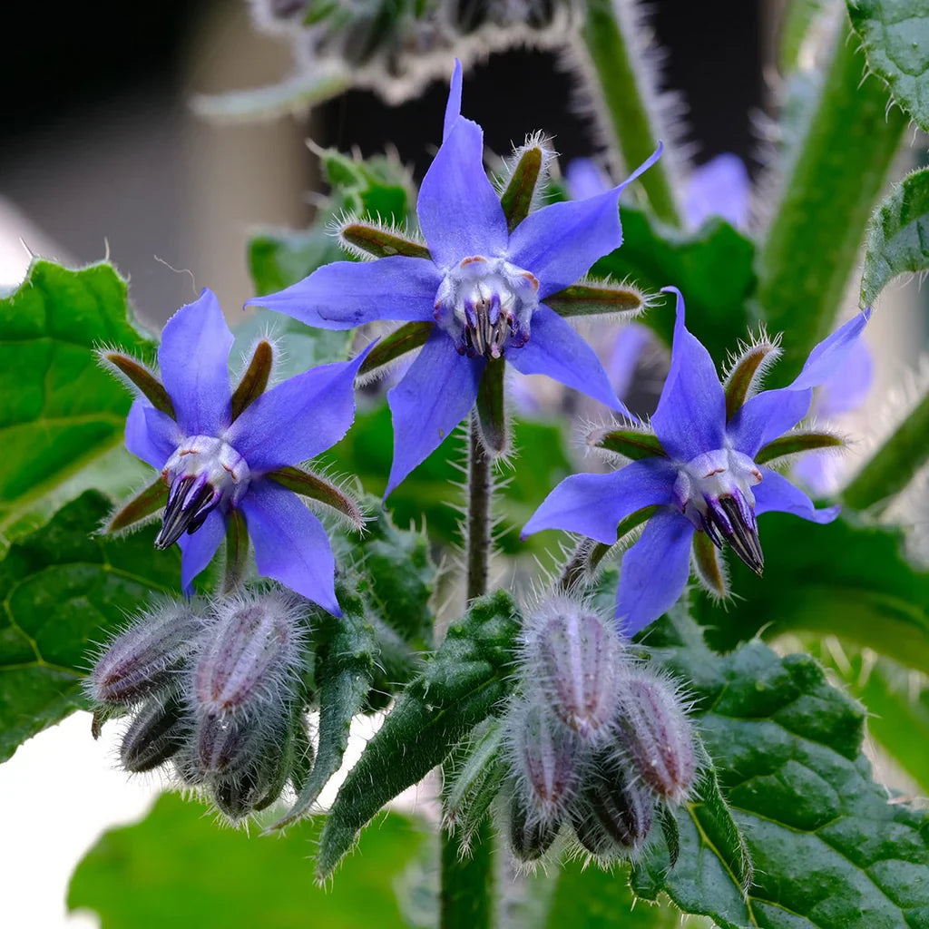 Blue Borage herb seeds