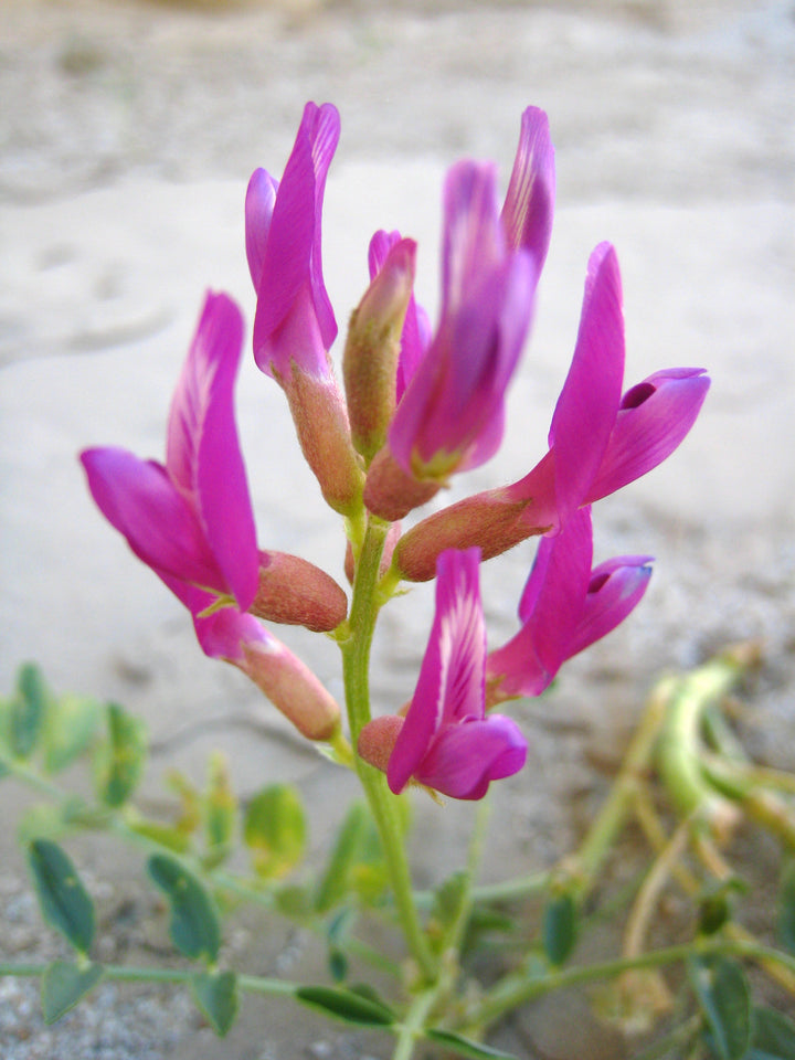 Astragalus Flower Seeds for Planting – Heirloom Non-GMO High Germination Organic Seeds