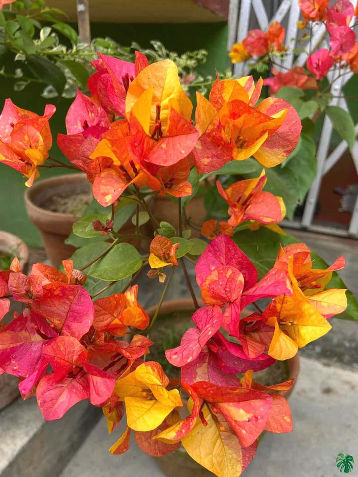 Red Yellow Bougainvillea Flower Seeds Heirloom Non-GMO High Germination Organic Garden Seeds for Planting