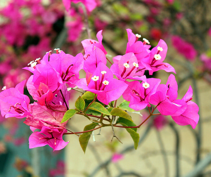 Riesen-Bougainvillea-Samen (Pink) zum Pflanzen – samenecht, gentechnikfrei, hohe Keimrate