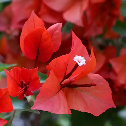 Bougainvillea Flower Seeds Red – Heirloom, Non-GMO, High Germination Organic Garden Seeds for Planting